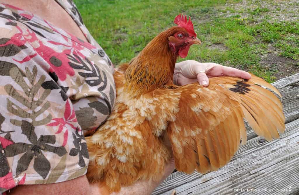a woman holding a chicken with her feathers fanned out 