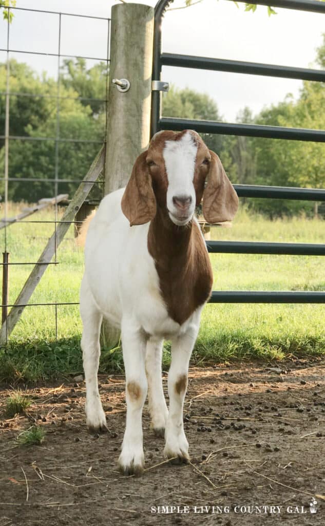 boer goat in front of a fence