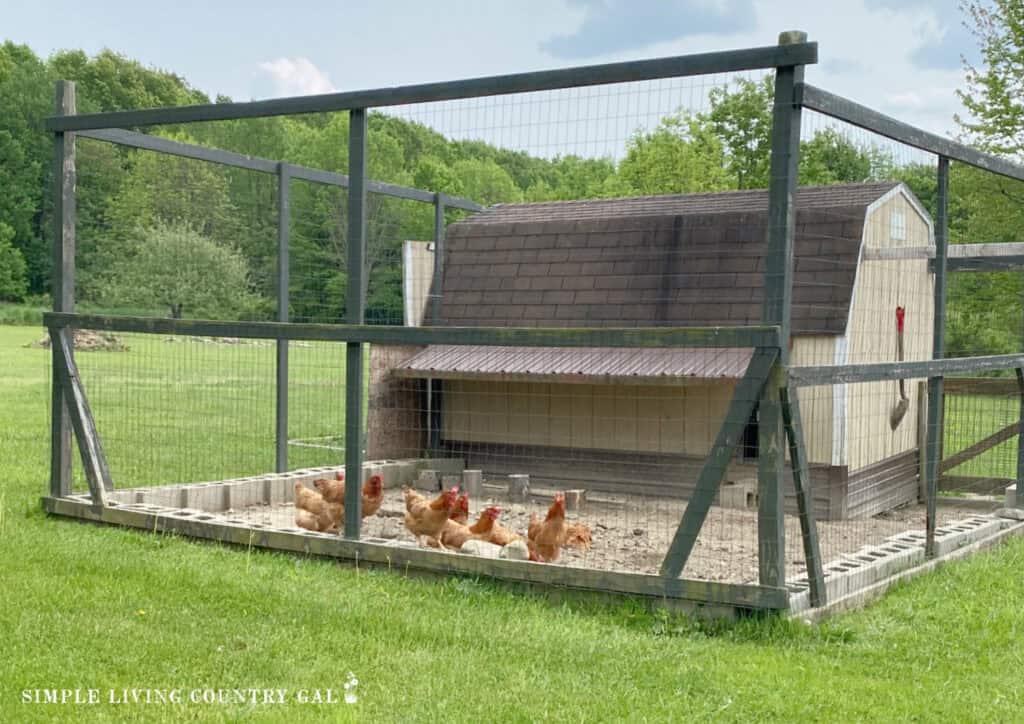 a chicken coop with golden chickens scratching in the dirt