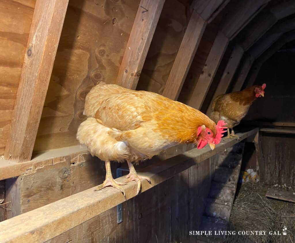two golden chickens perched on a roost inside of a coop at night