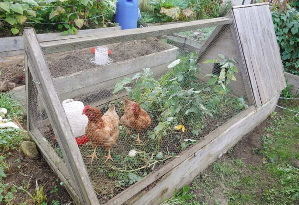 A wooden A-frame chicken tractor with wire mesh, housing two chickens in a garden setting