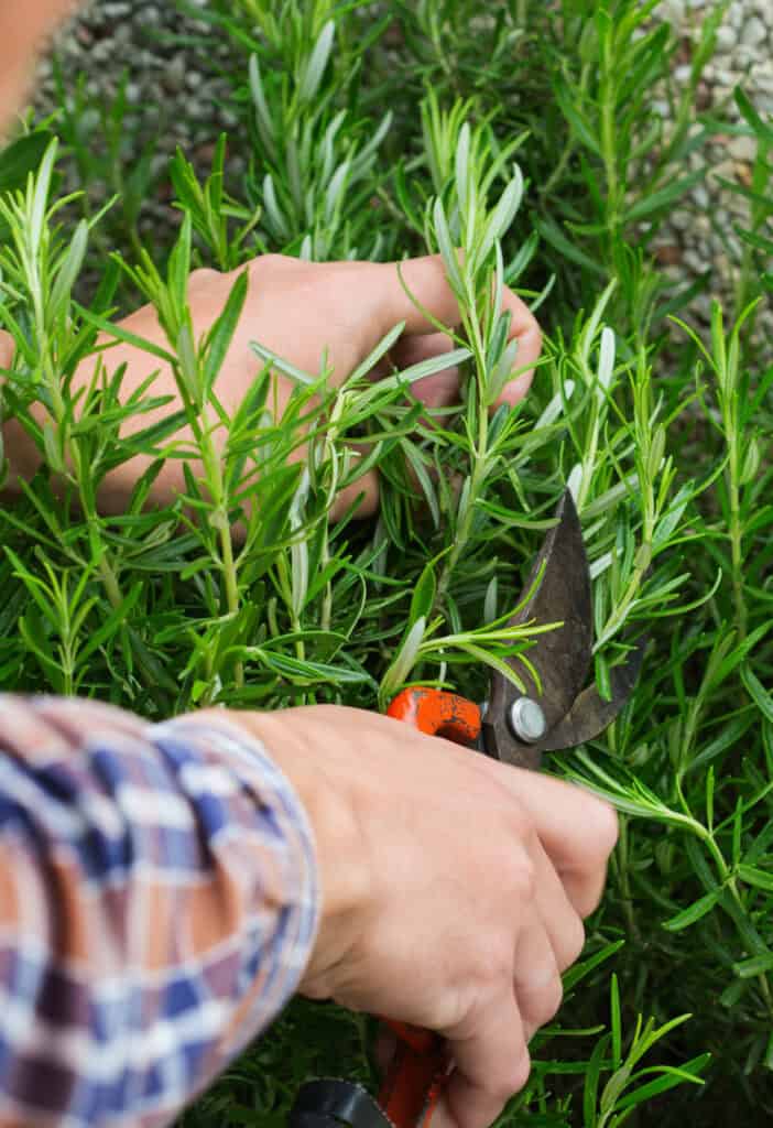 hands cutting rosemary in a garden fresh herbs