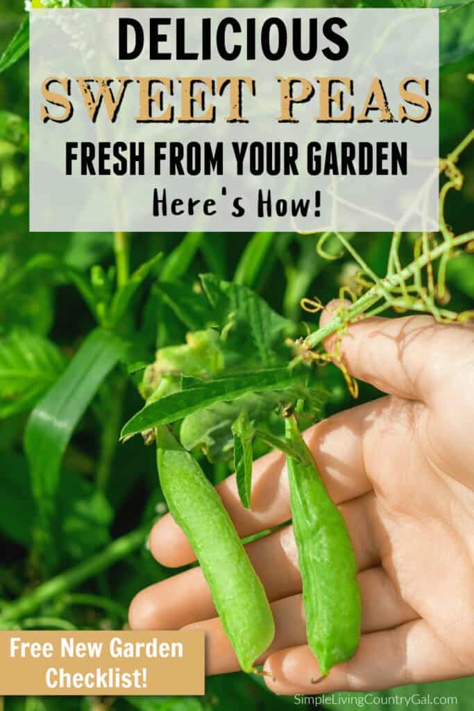 how to grow peas for beginners