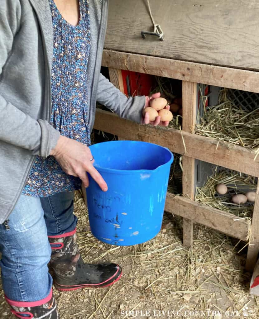 a woman with a blue bucket collecting eggs in a chicken coop