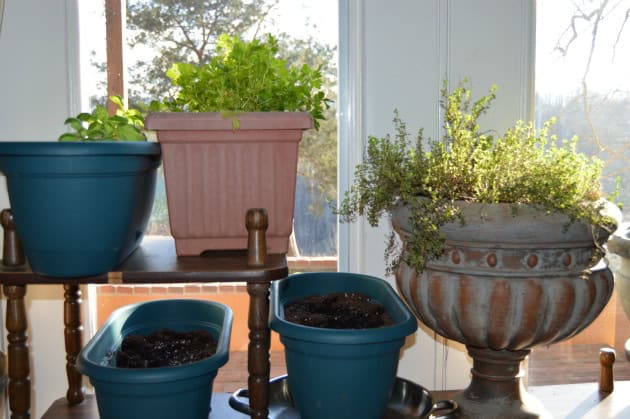 indoor herb garden placed on a wooden stand near a window, with pots of various sizes