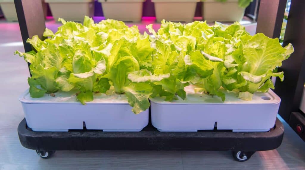 hydroponic setup with vibrant green lettuce plants growing in a white container