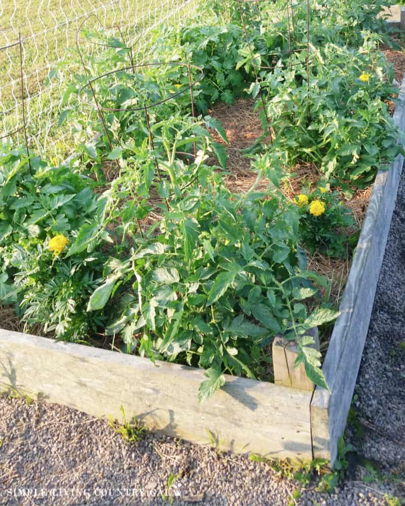marigolds growing next to tomato plants