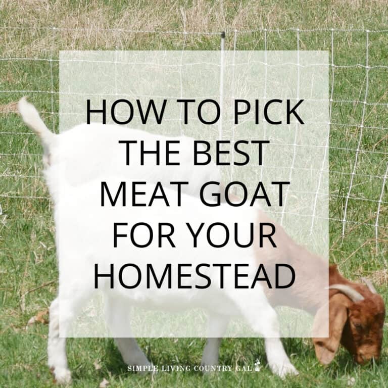 meat goat breeds