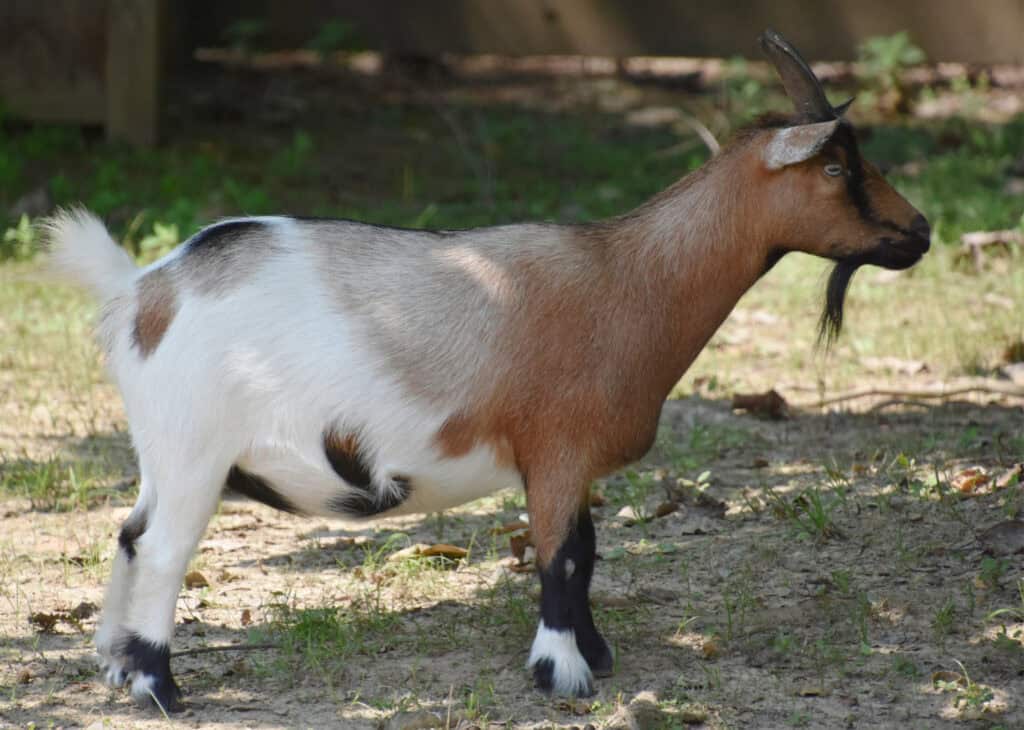 myontonic goat standing in a pasture