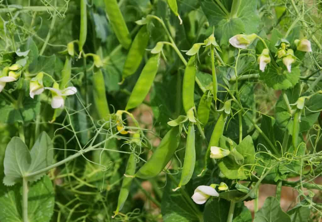 sweet peas growing in a backyard garden