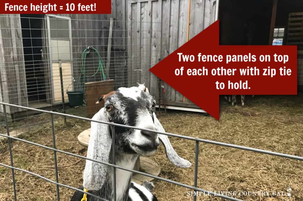 A black and white goat behind a fence with a red arrow pointing to a double fence