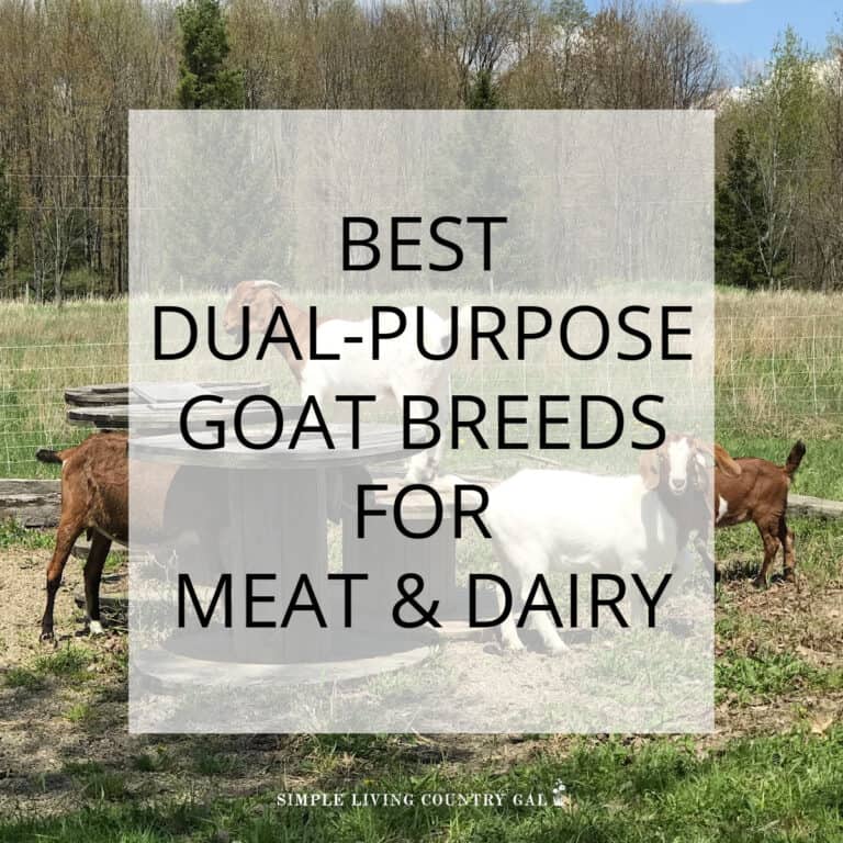 Dual-Purpose Goat Breeds