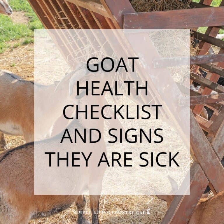 goat health checklist