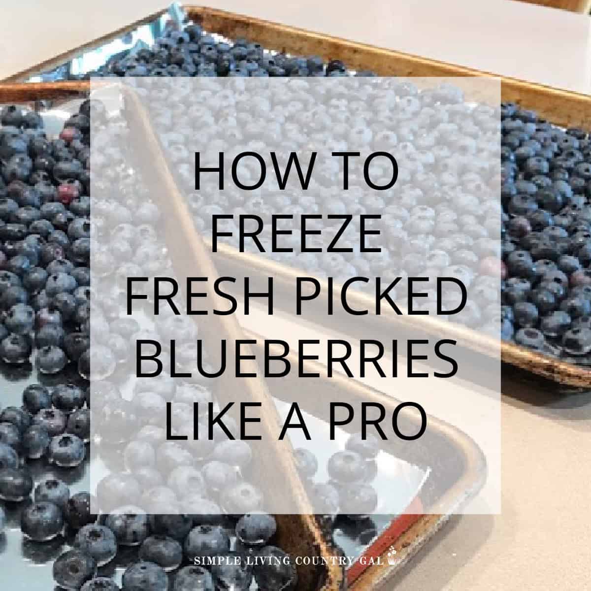 How to Freeze Blueberries | Simple Living Country Gal