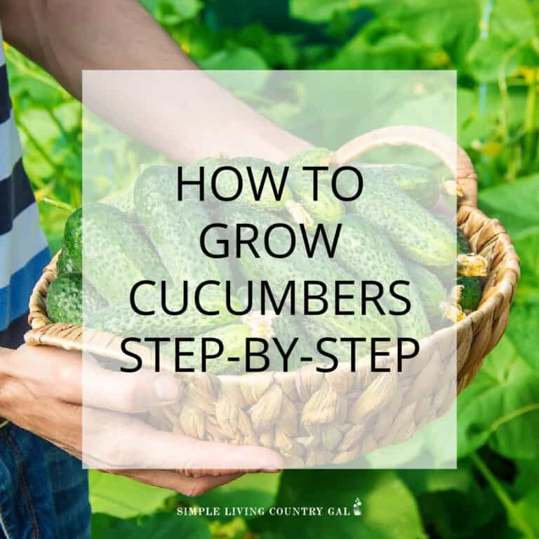 How to Grow Cucumbers for Beginners