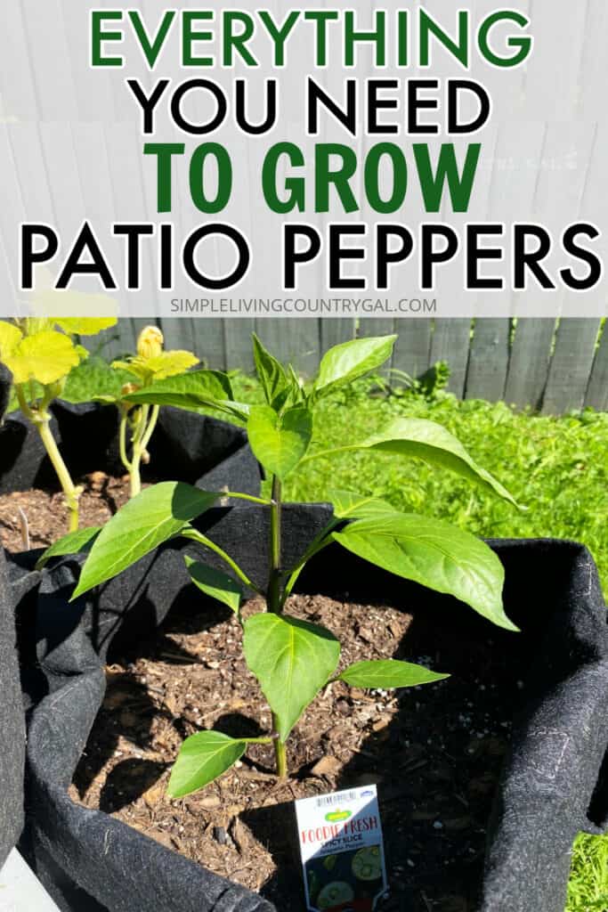 how to grow patio peppers