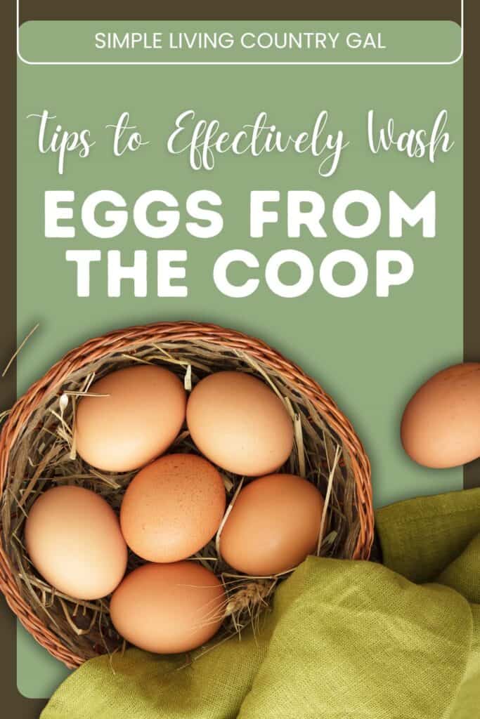 How to wash eggs from the coop