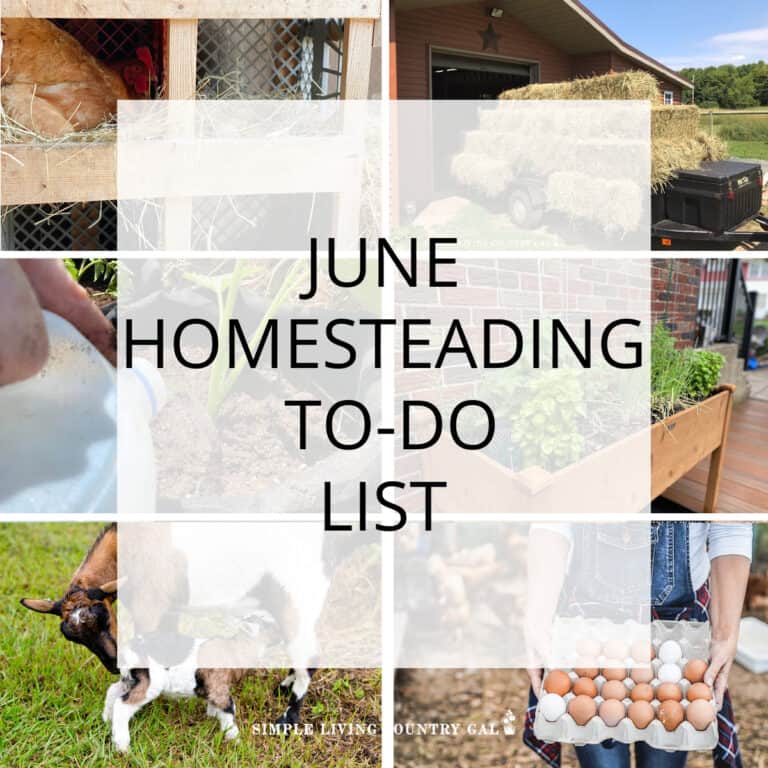 June Homesteading To-Do List