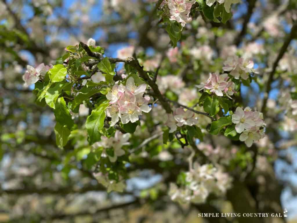 a close up of a flowering apple tree on a homestead