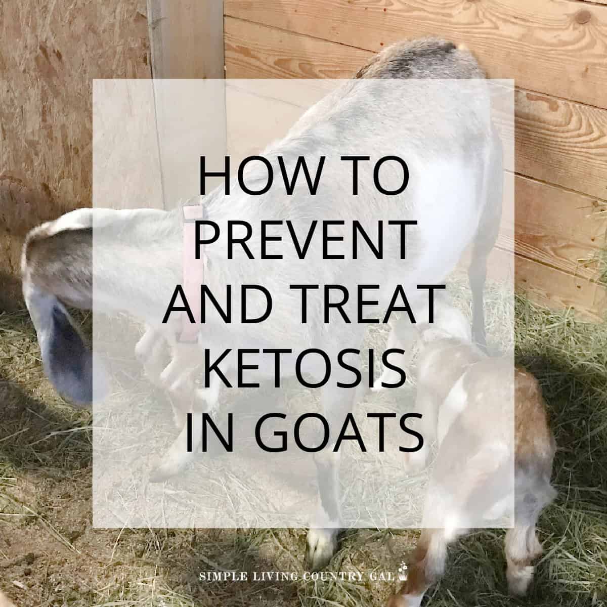 ketosis in goats | Simple Living Country Gal