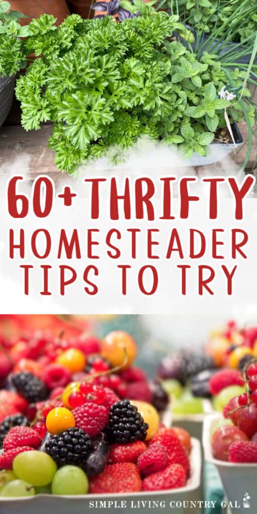 thrifty homesteader tips