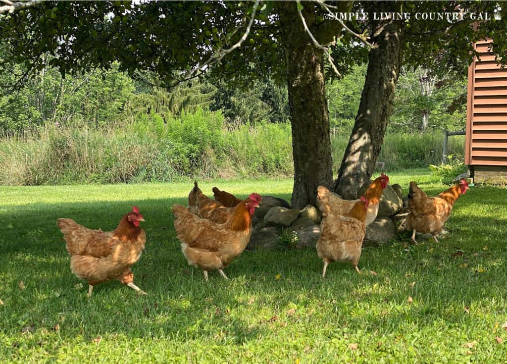 a group of chickens scratching in the grass under an apple tree copy