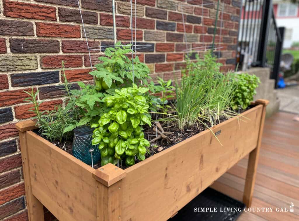 a table garden on a patio filled with herbs and vegetable plants