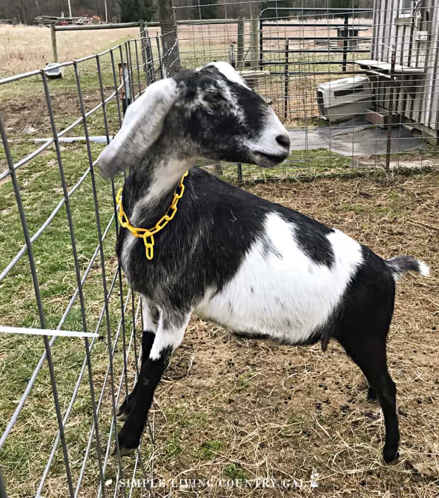 a black and white goat standing on a welded wire livestock fence