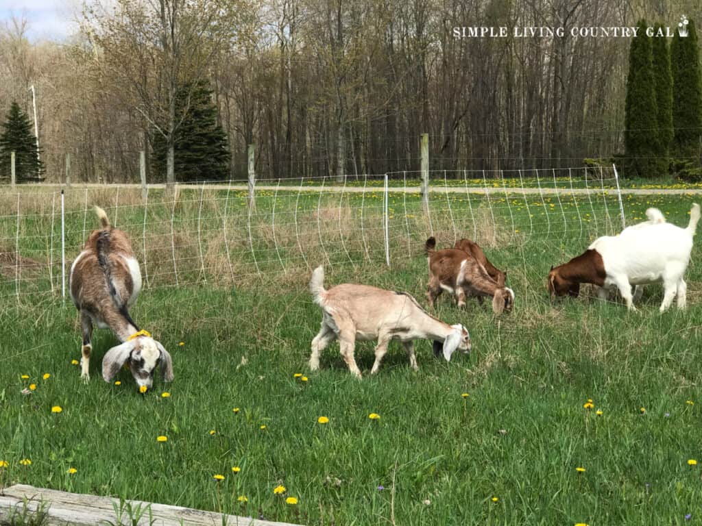 a herd of goats grazing in a pasture in front of an electric fence netting