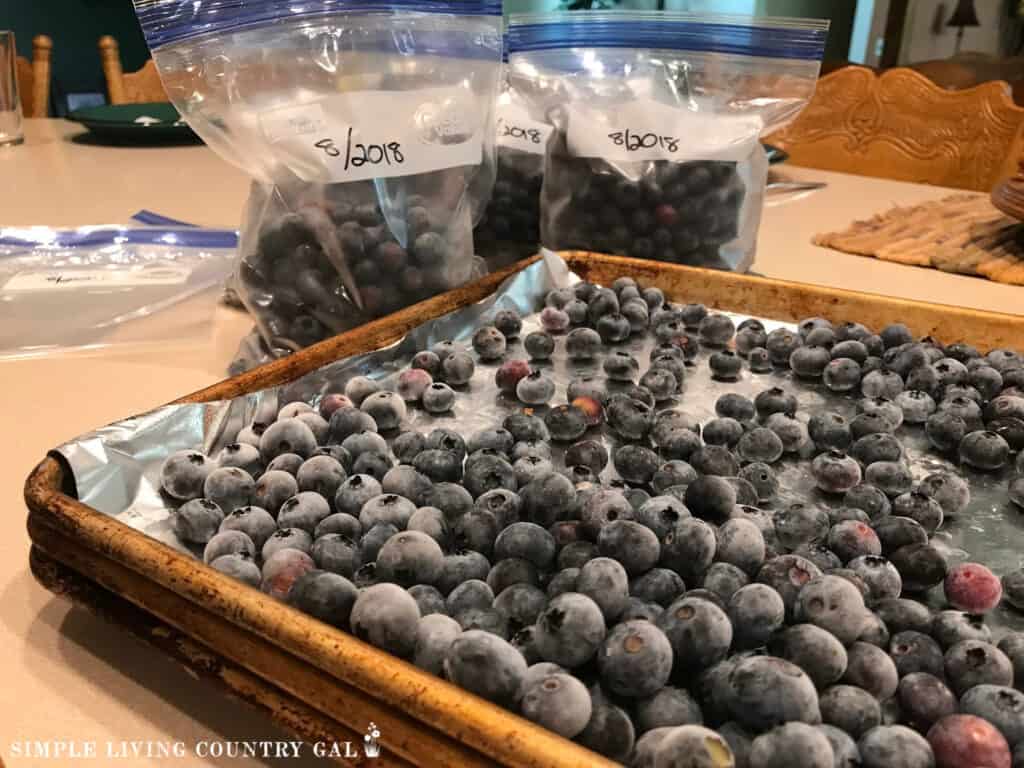 blueberries in freezer bags sitting behind a baking sheet with frozen berries