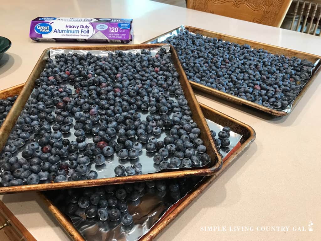 blueberries on cookie sheets on a kitchen counter near to a roll of foil