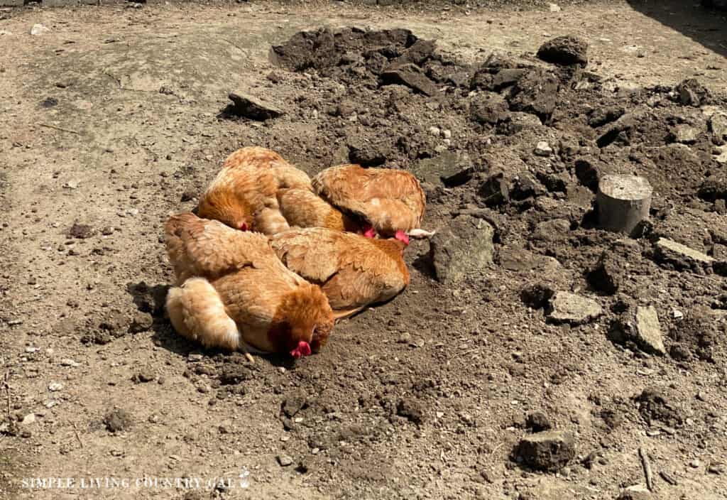 chickens in fresh soil of a run taking a dust bath