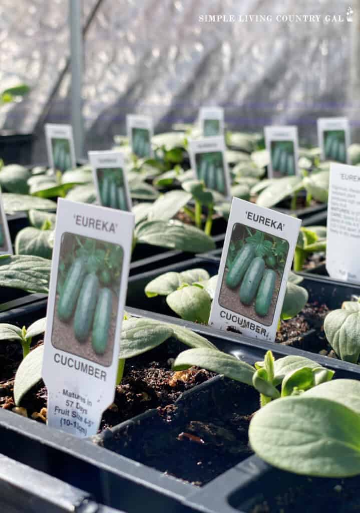 cucumber seedlings at a nursery