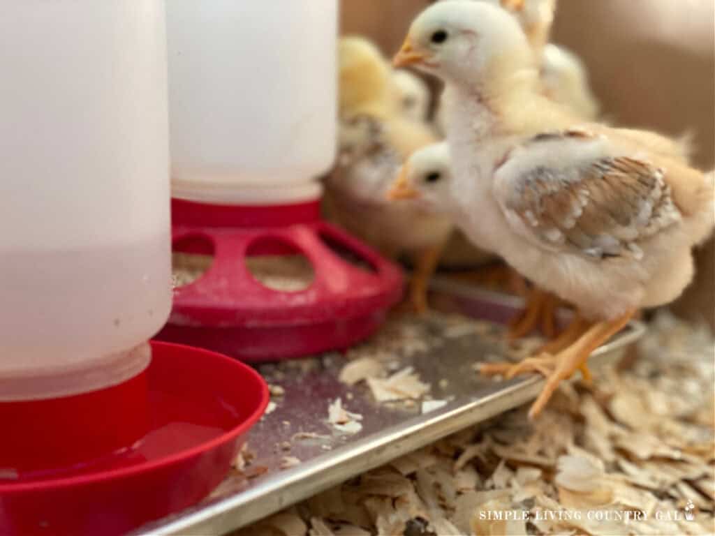 a small baby chick standing on the edge of a tray neat to a red feeder and waterer