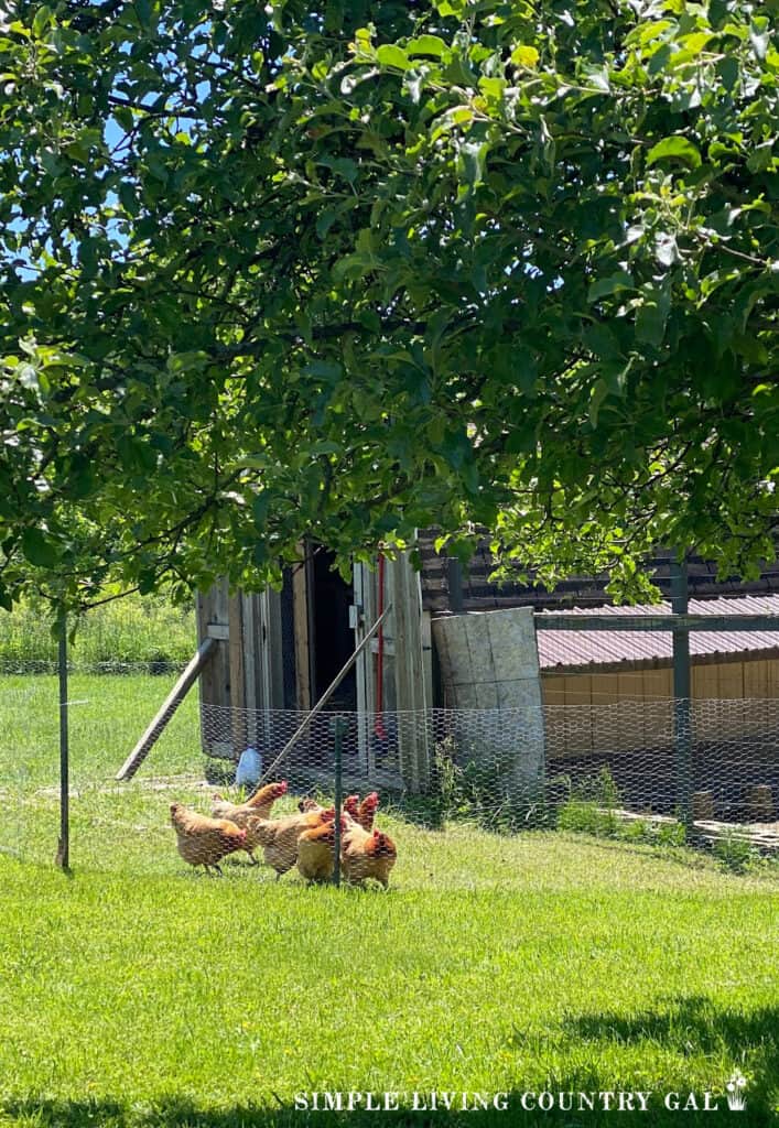 a flock of golden chickens in the grass outside of a chicken coop shed