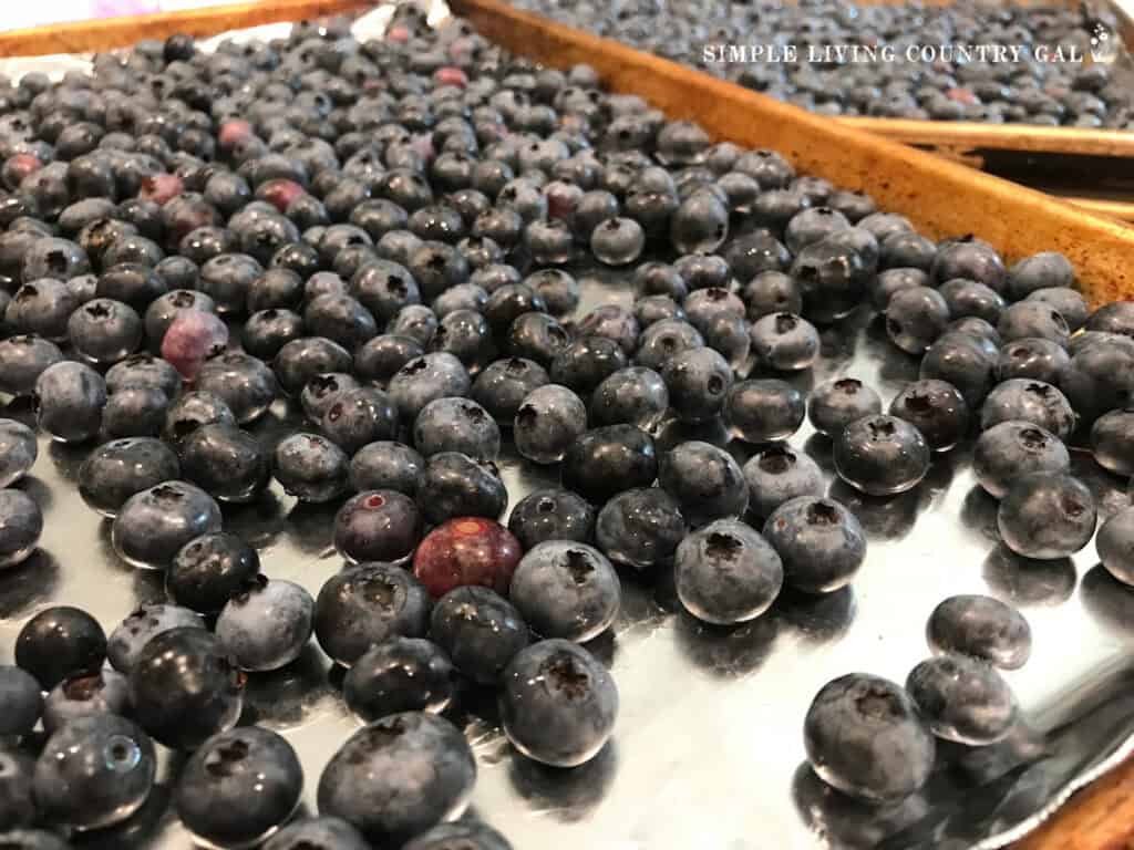 a cookie sheet with a layer of fresh blueberries