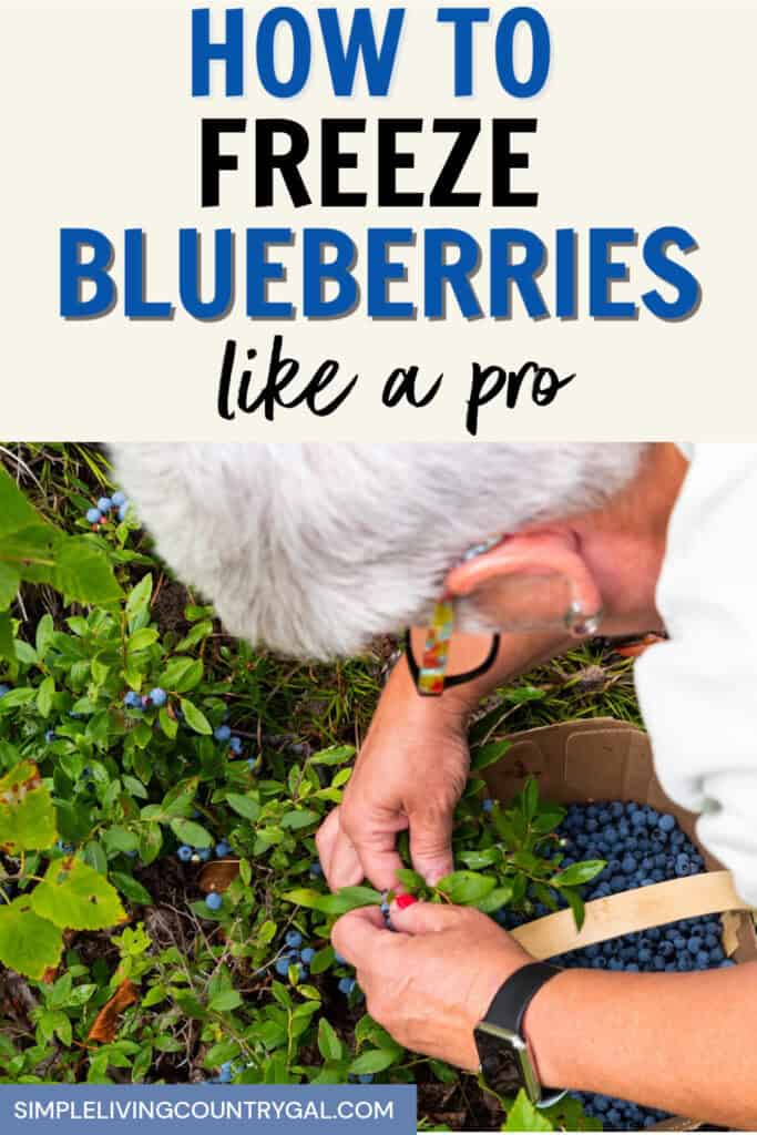 how to freeze blueberries