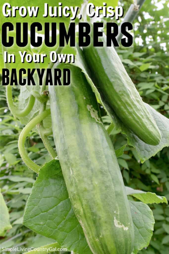 How to Grow Cucumbers for Beginners