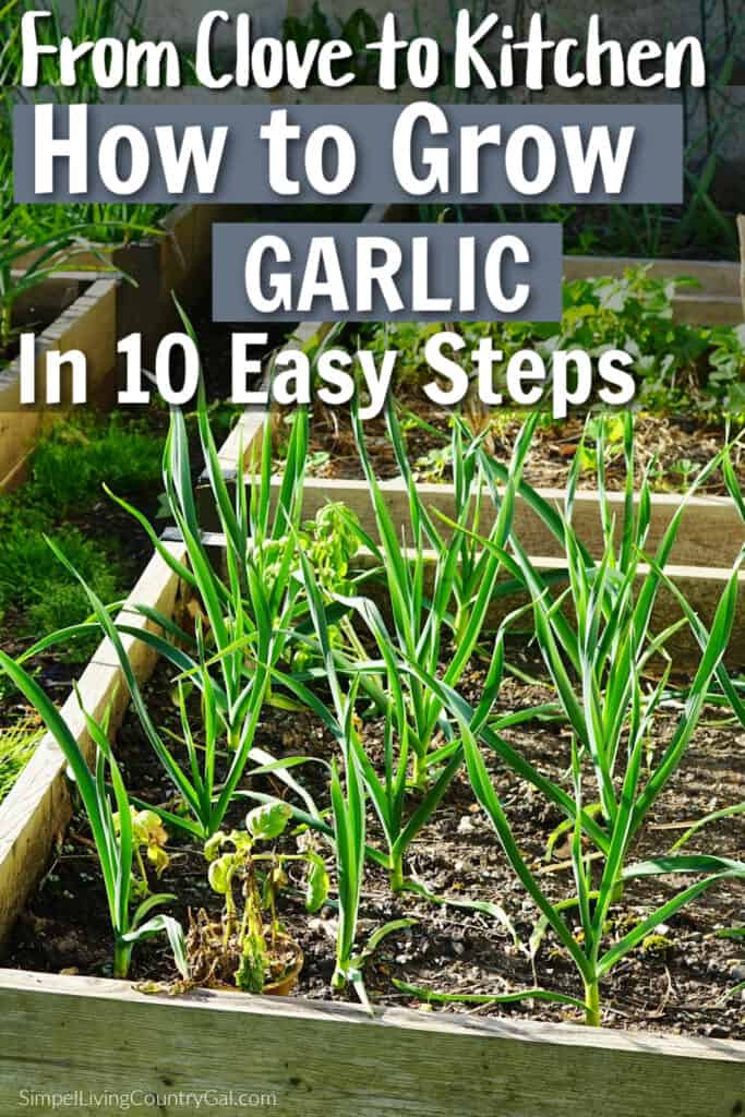 how to grow garlic