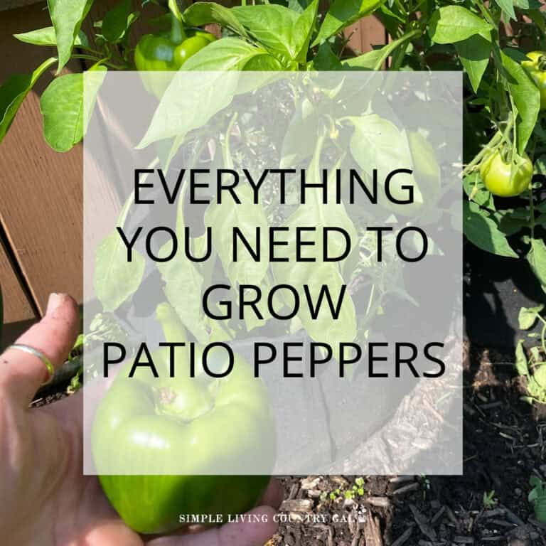 How to Grow patio pepper plants