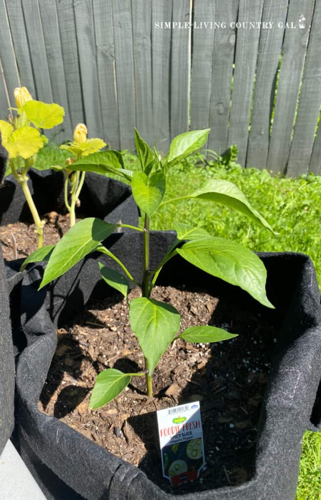 a bell pepper growing in a black container