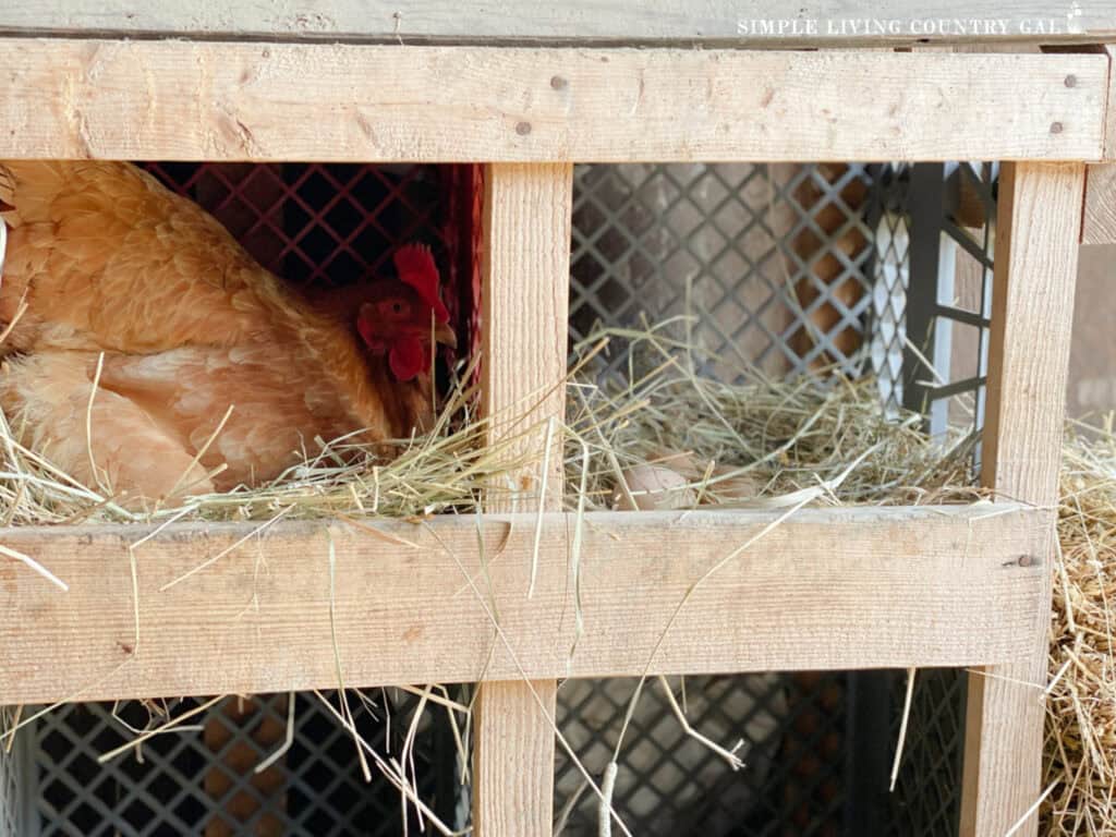 a chicken in a nesting box