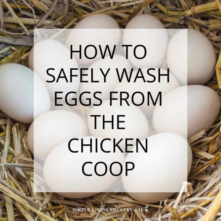 how to wash eggs from the coop