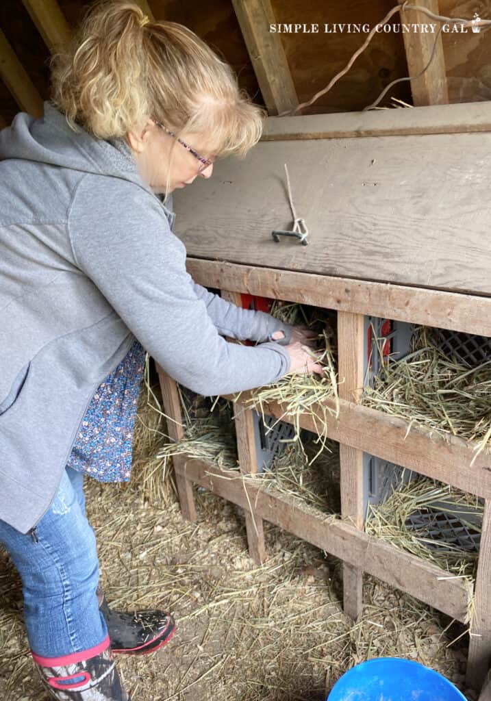A woman putting straw into a nesting box inside of a chicken coop