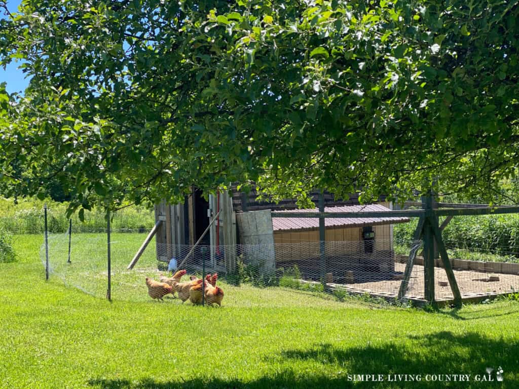a temporary enclosed area that is fenced in outside of a chicken coop