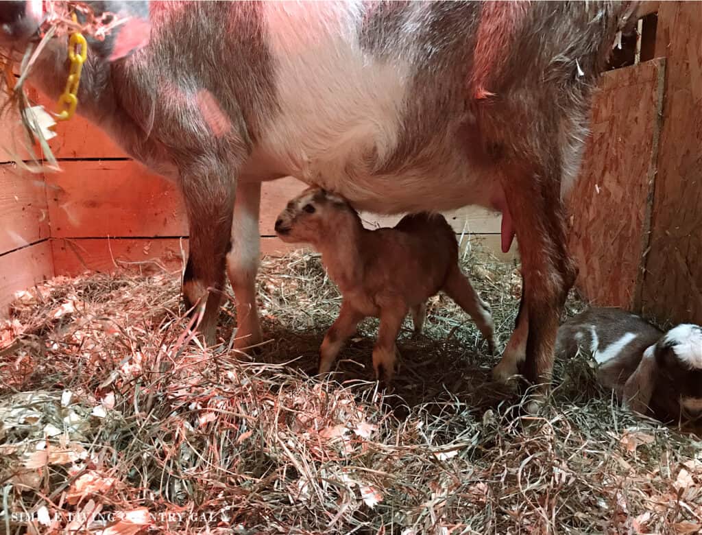 a newborn goat kid standing under her doe in a stall of a barn