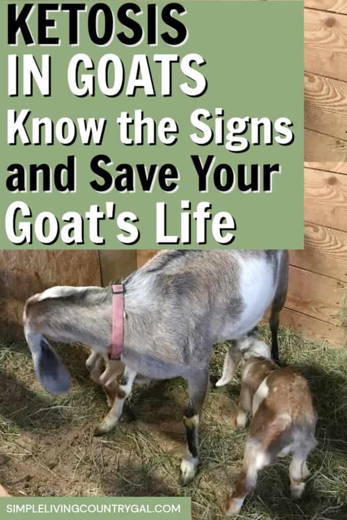 ketosis in goats