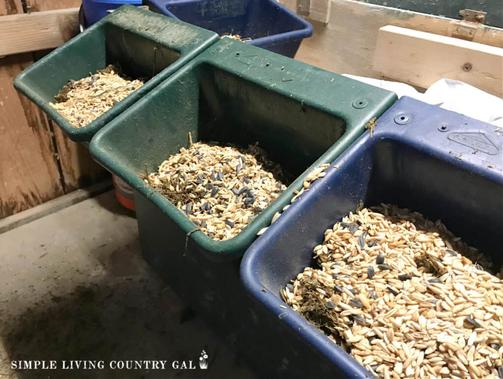 three feed bowls with grain and seeds for goats in ketosis hanging in a barn 