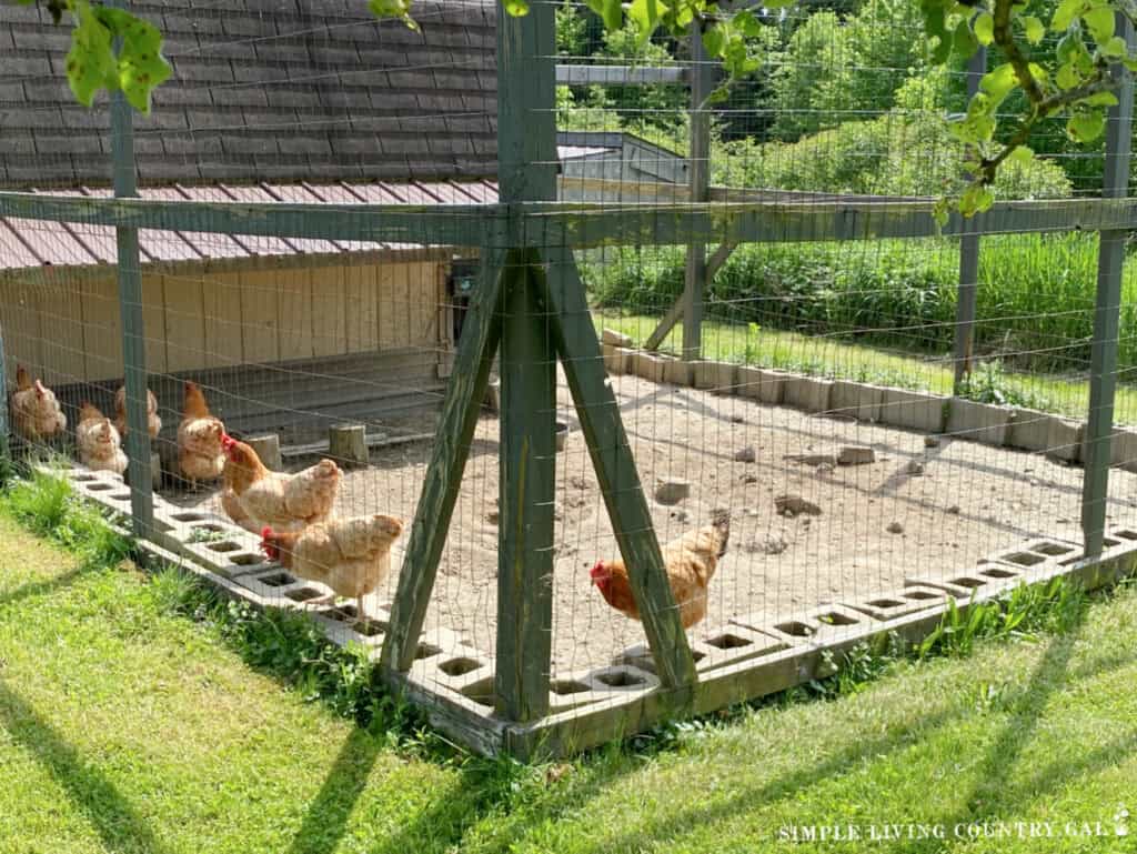 a group of chickens in a run standing on cinderblocks outside