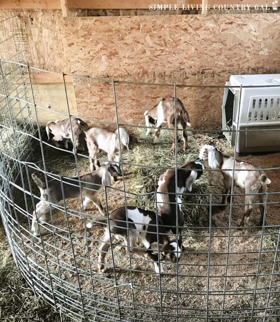 young goat kids in a pen in a barn that has a woven livestock panel curved to house them 